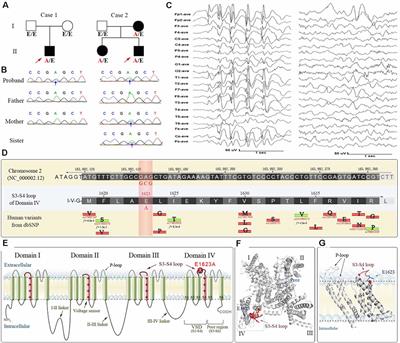 Critical Role of E1623 Residue in S3-S4 Loop of Nav1.1 Channel and Correlation Between Nature of Substitution and Functional Alteration